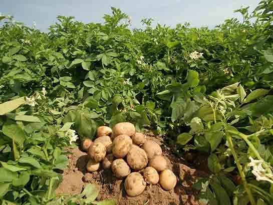 Patates Yetitiricilii